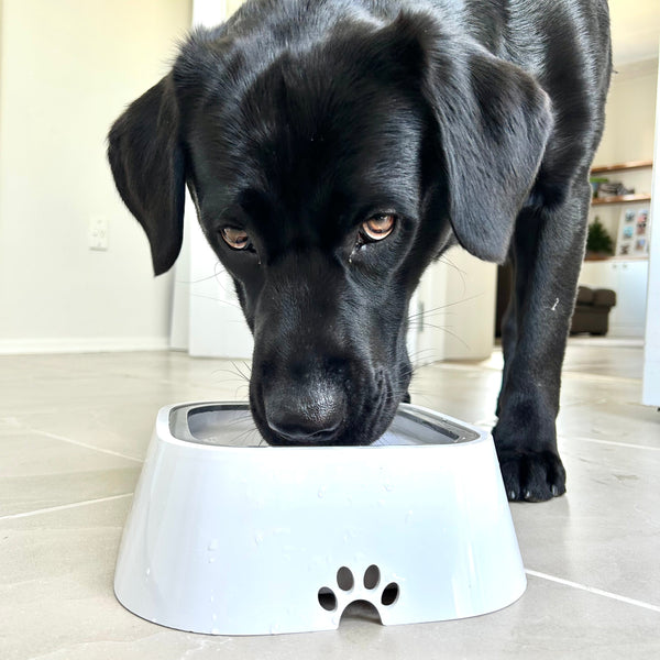 Dog's Durable Plastic Water Bowl | Innovative Non-Splash Spill-Proof Design 0