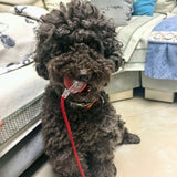 Dog Automatic Walker | Versatile Indoor Pet Exercise Device 2