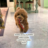 Dog Automatic Walker | Versatile Indoor Pet Exercise Device 4
