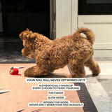Dog Automatic Walker | Versatile Indoor Pet Exercise Device 5