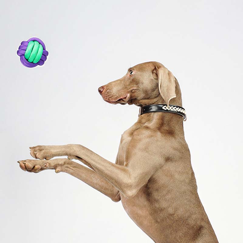 Dog Toy | Durable Braided Polypropylene Fetch Ball | Colorful Interactive Play Toy 5
