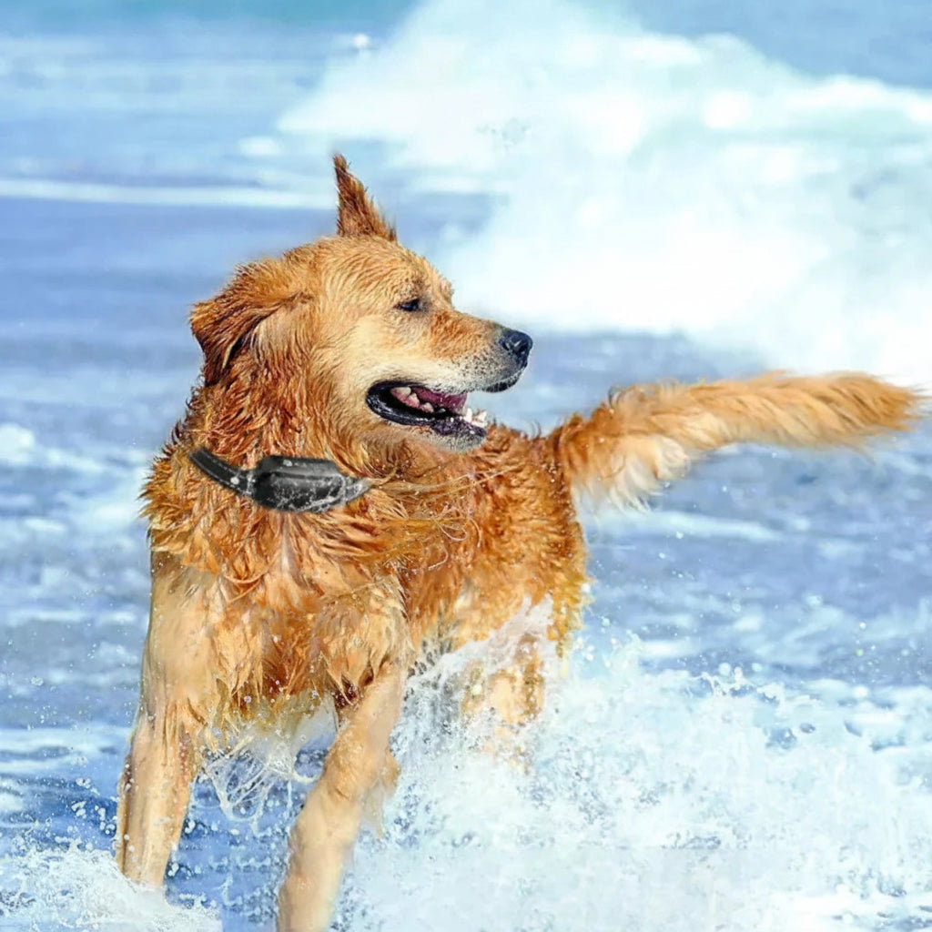 Dog Training Collar | Waterproof Electric E Collar | Adjustable Shock Levels for All Dogs 2