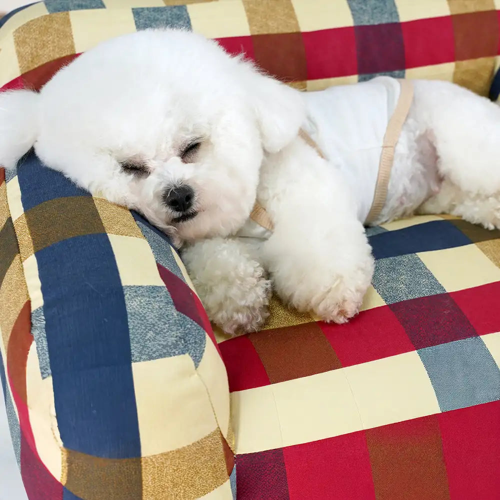Dog's Breathable Cotton Canvas Sofa Bed | Cozy Scratch-Resistant Pet Lounge 2