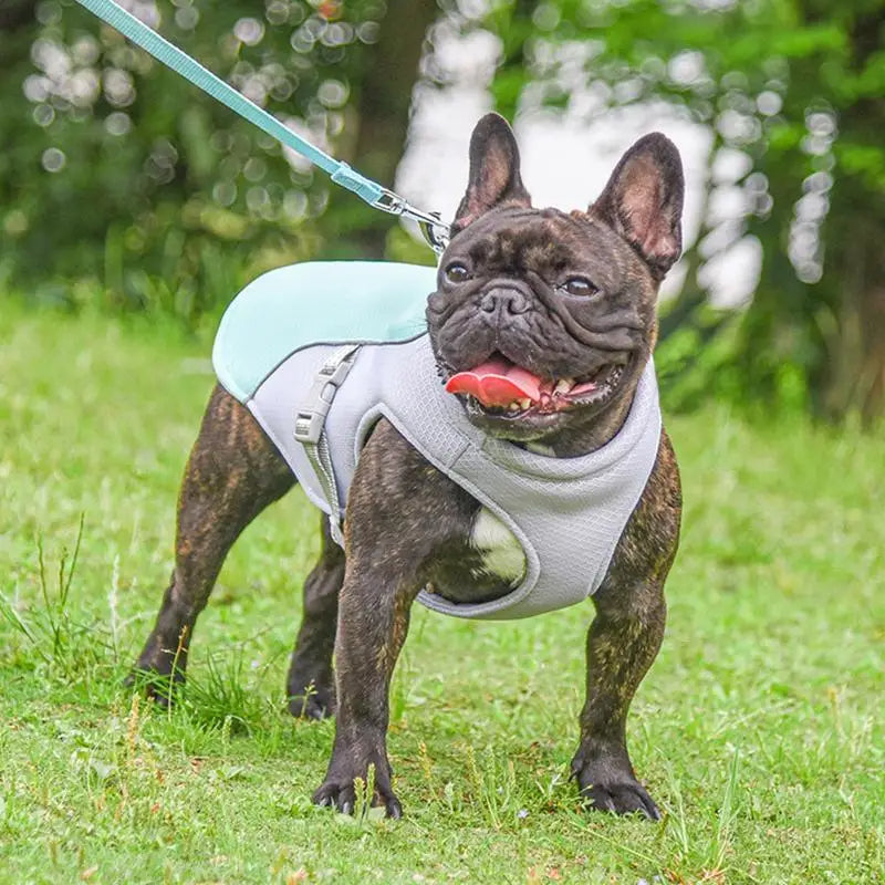 Dog's Lightweight Polyester Cooling Vest | Breathable Stylish Summer Jacket 4