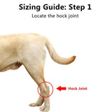 Dog's Neoprene Leg Brace | Supportive Joint Stabilizer for Mobility 4