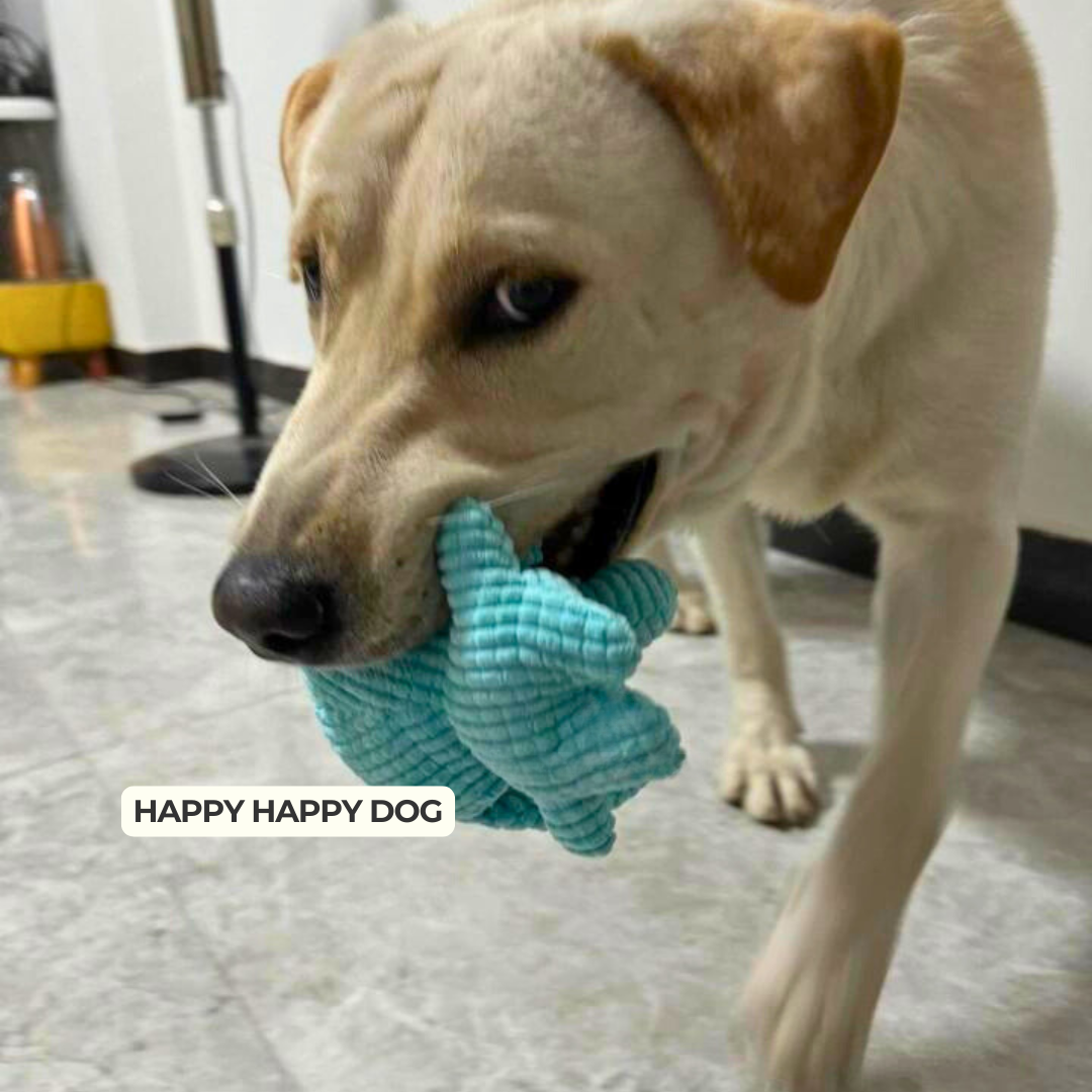 Dog's Plush Toy | Soft Chewable Elephant | Interactive Fun 2
