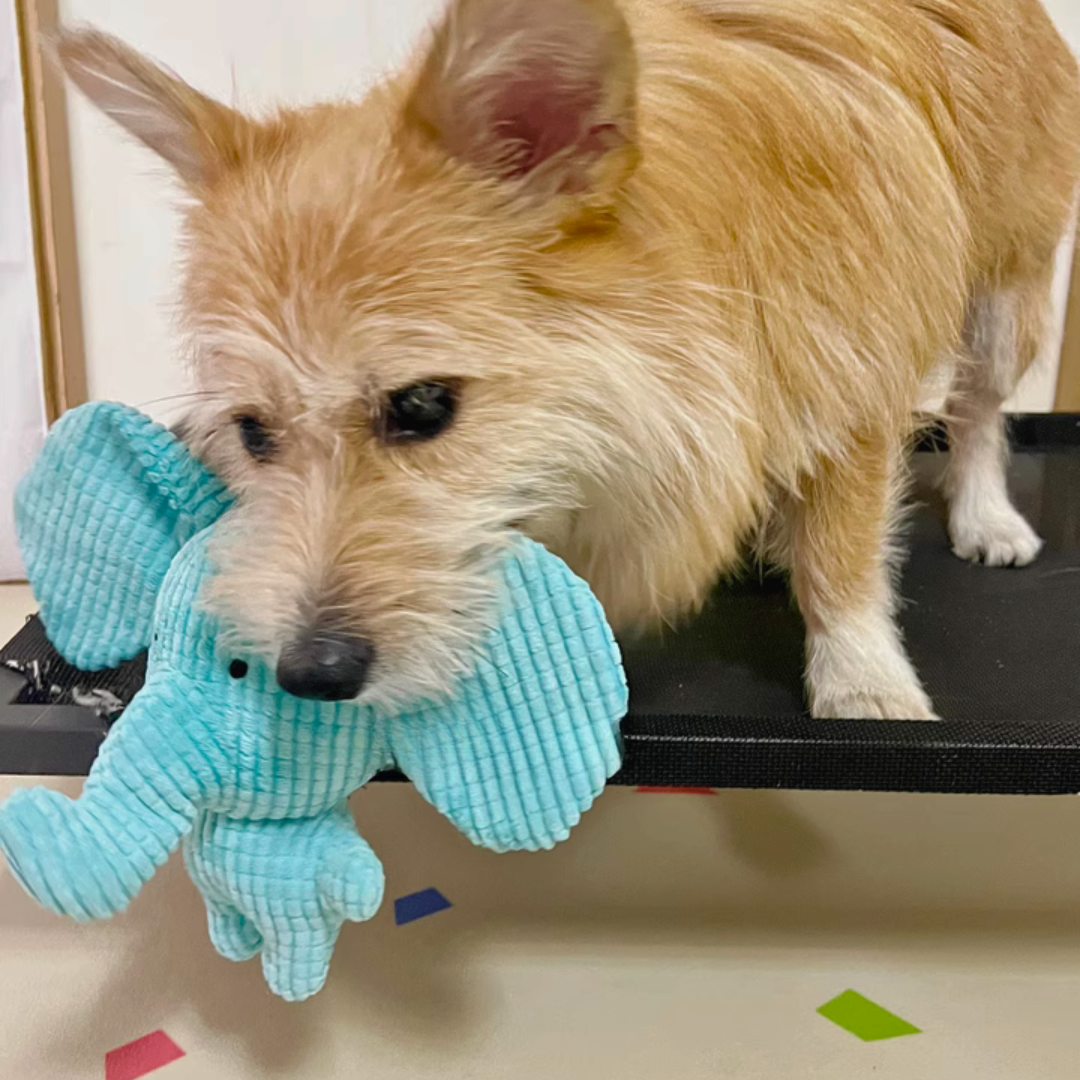 Dog's Plush Toy | Soft Chewable Elephant | Interactive Fun 5