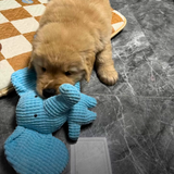 Dog's Plush Toy | Soft Chewable Elephant | Interactive Fun 6