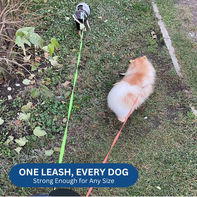 Dual Retractable Dog Leash | 10FT with Built-In Flashlight and Waste Bag Holder | Tangle-Free Design 7
