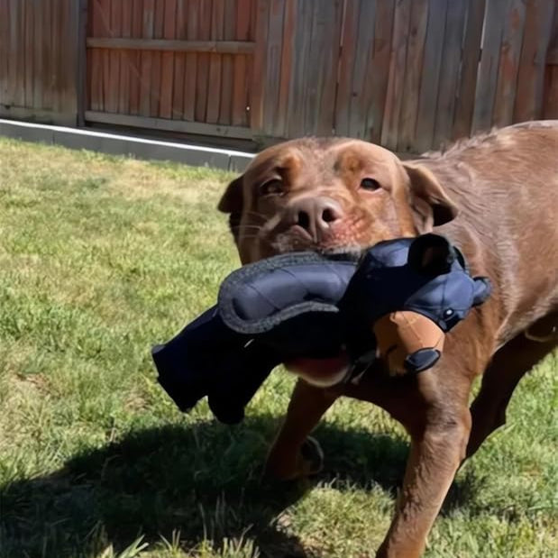 Indestructible Dog Toy | Durable Heavy Chewer Bear | Safe Fun Playtime for Aggressive Chewers 6