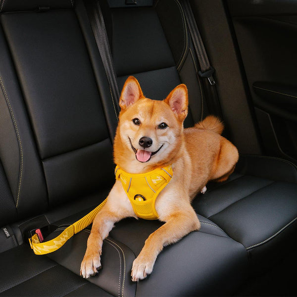 Pet Accessories | Adjustable Nylon Dog Car Seat Belt | Safe and Comfortable Travel 2