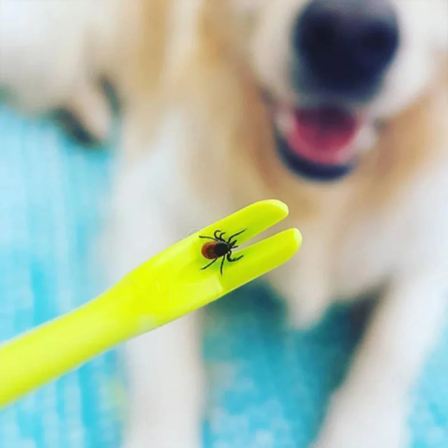 Pet Tick Removal Tool | Safe and Easy Tick Remover for Dogs and Cats | Versatile and Efficient 3-Piece Set 4