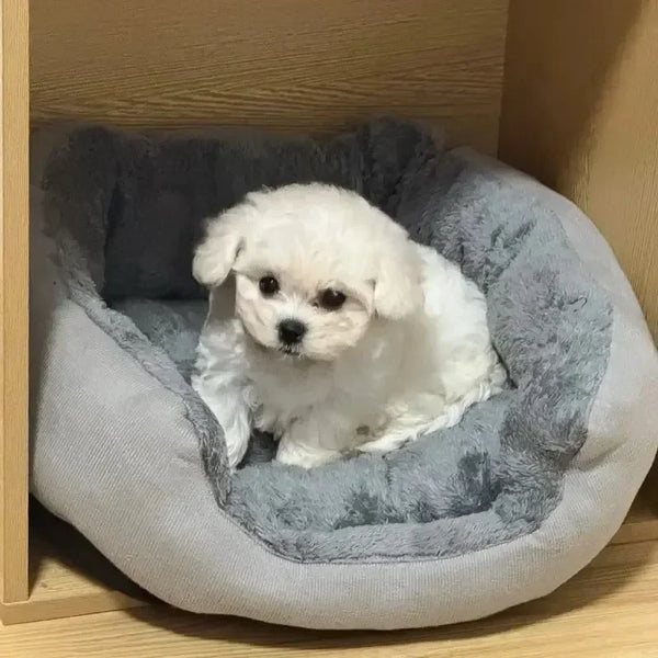 Soft Warm Dog Bed Sofa | 100% Cotton Cushion for Medium to Large Dogs