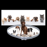 Unisex Adjustable Water-Resistant Pet Collar | Safe Flea and Tick Repellent 4