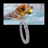 Unisex Adjustable Water-Resistant Pet Collar | Safe Flea and Tick Repellent 6