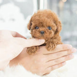 Unisex Interactive Synthetic Leather Robotic Puppy | Lifelike Companion Toy 3