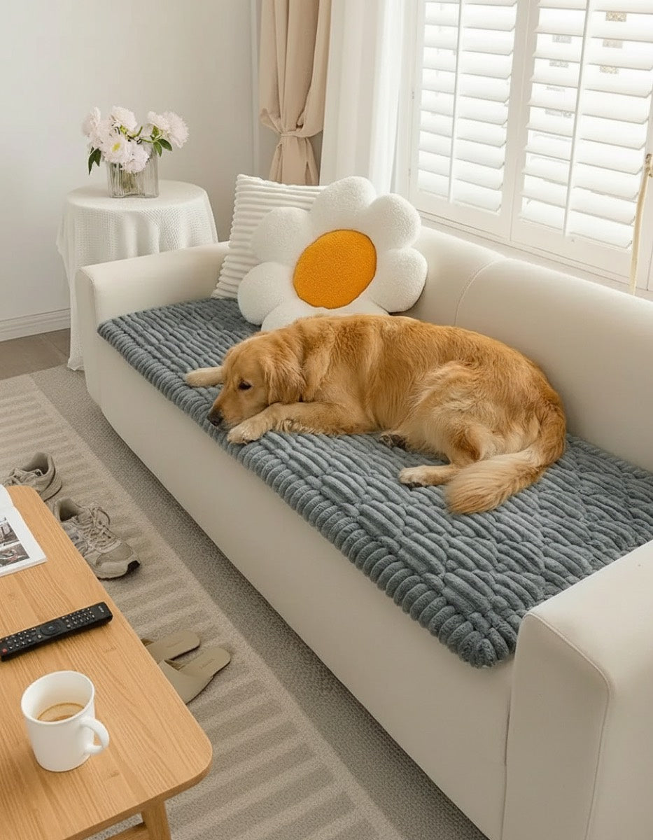 Golden retriever on Fuzzy plush couch cover