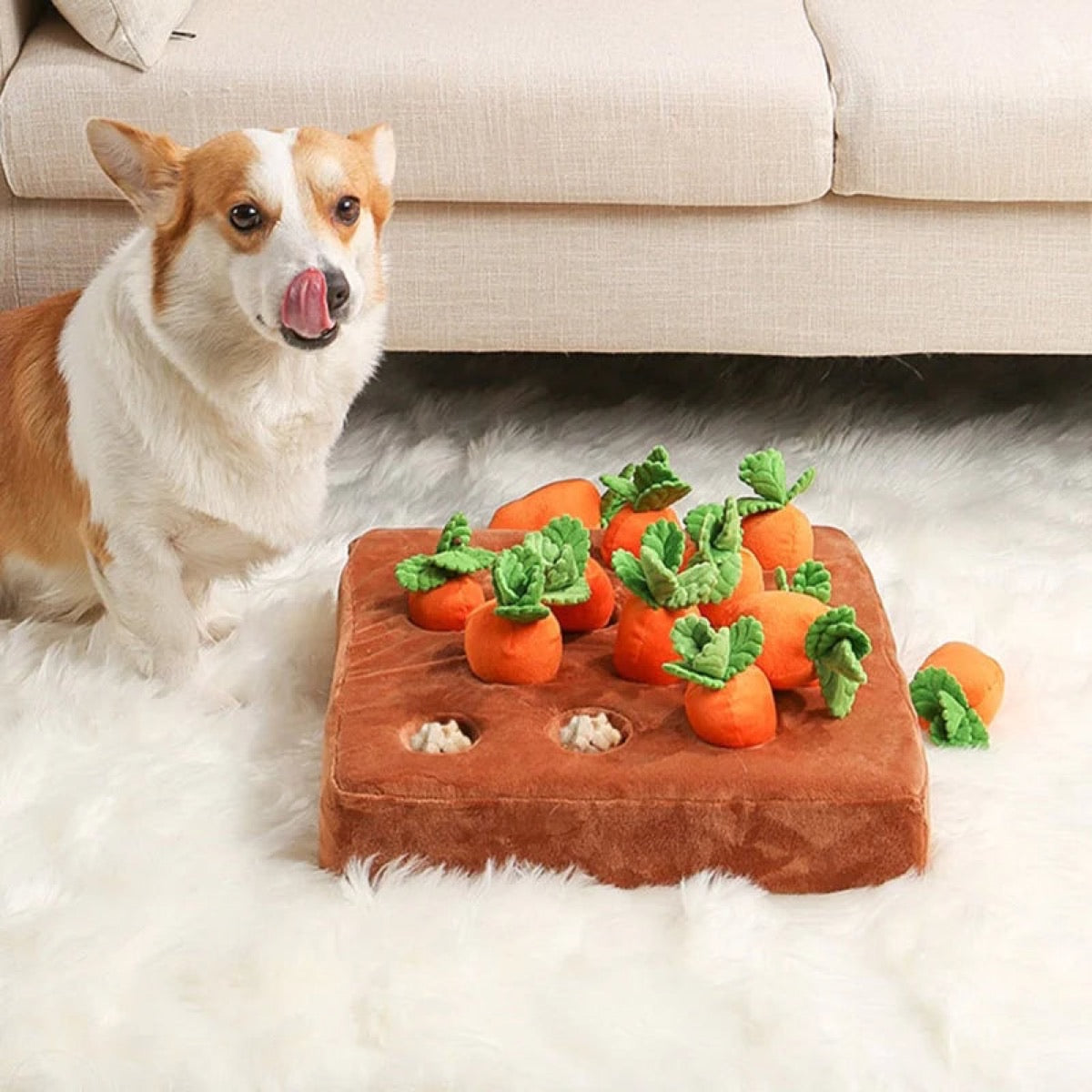Dog with carrot rope toy